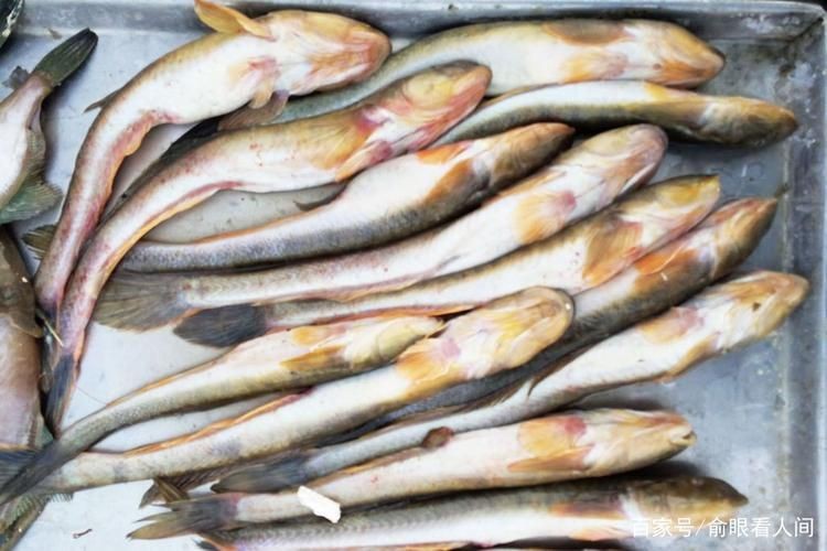 逛魚長什么樣子圖片