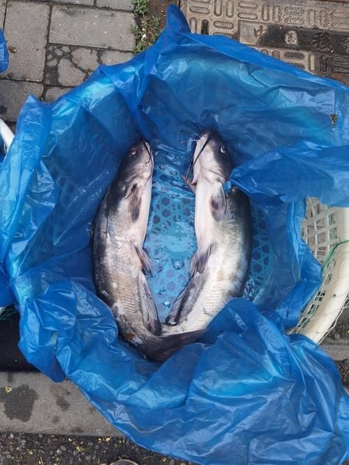 逛魚長什么樣子圖片