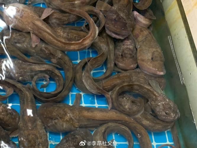 逛魚長什么樣子圖片