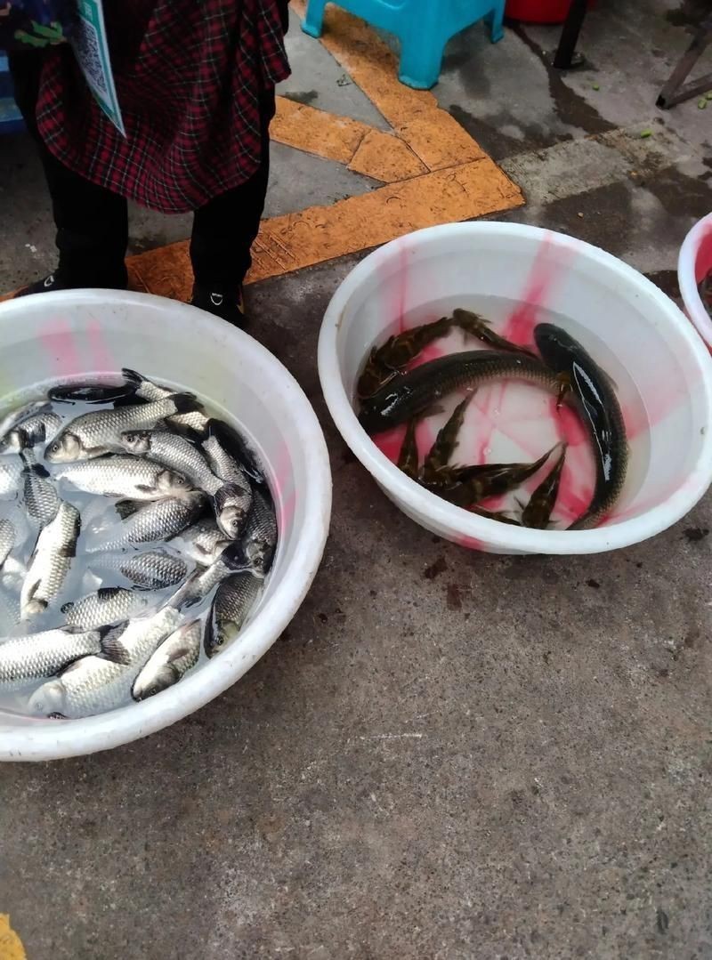逛魚長什么樣子圖片