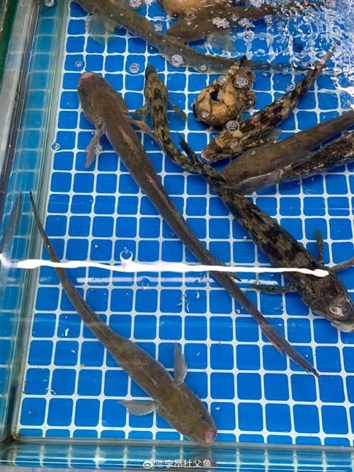 逛魚長什么樣子圖片