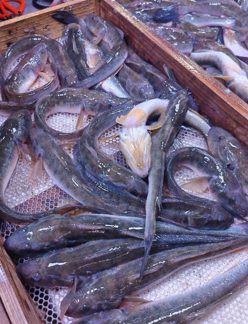 逛魚長什么樣子圖片