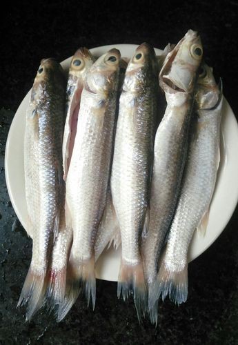 逛魚長什么樣子圖片