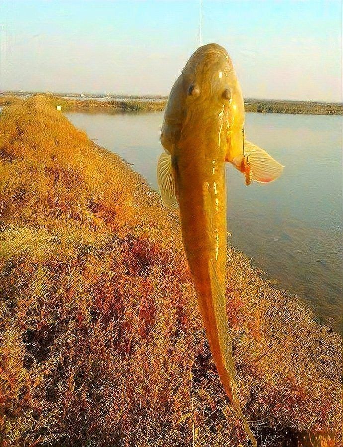 逛魚長什么樣子圖片