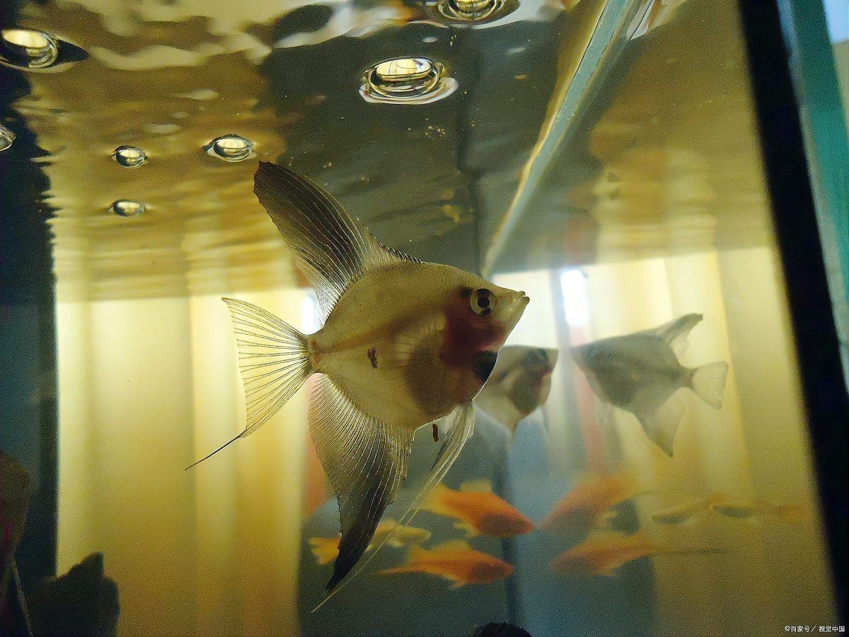 紅面財(cái)神魚最忌三種食物
