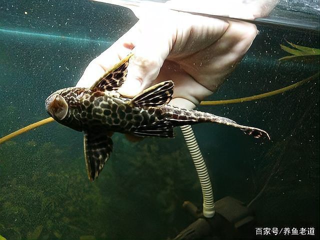 清道夫可以跟龍魚一起養嗎