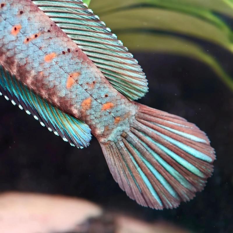 雷龍魚用什么燈好看