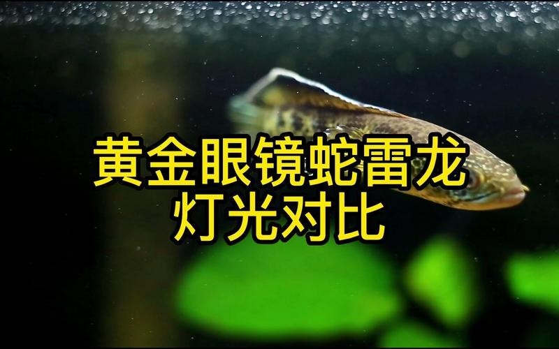 雷龍魚用什么燈好看