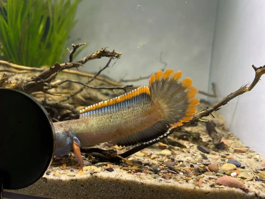 雷龍魚用什么燈好看