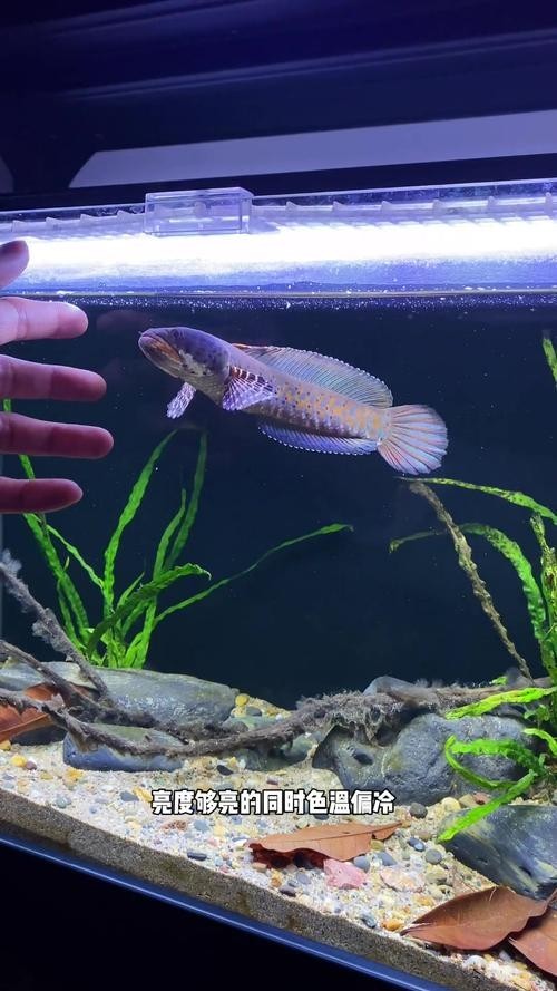 雷龍魚用什么燈好看