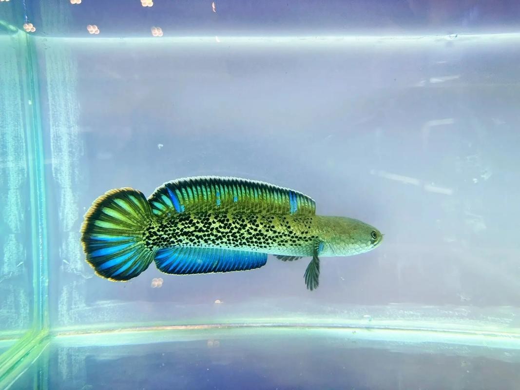 雷龍魚用什么燈好看