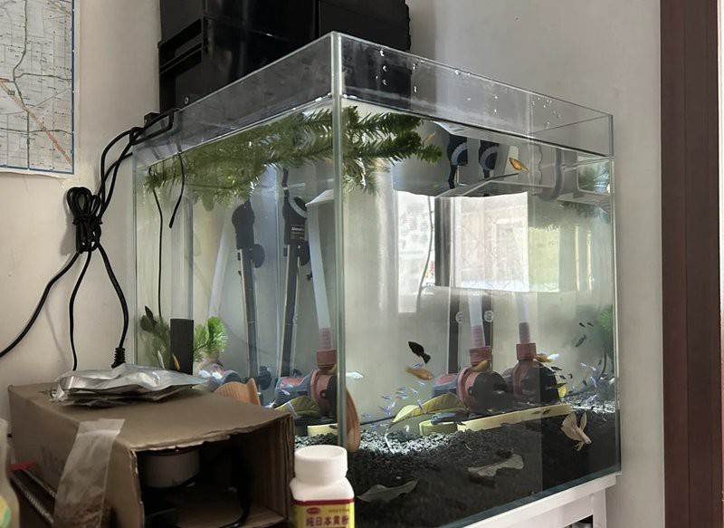 40的缸養一條魚養什么 40的缸養一條魚養什么 龍魚論壇 第1張
