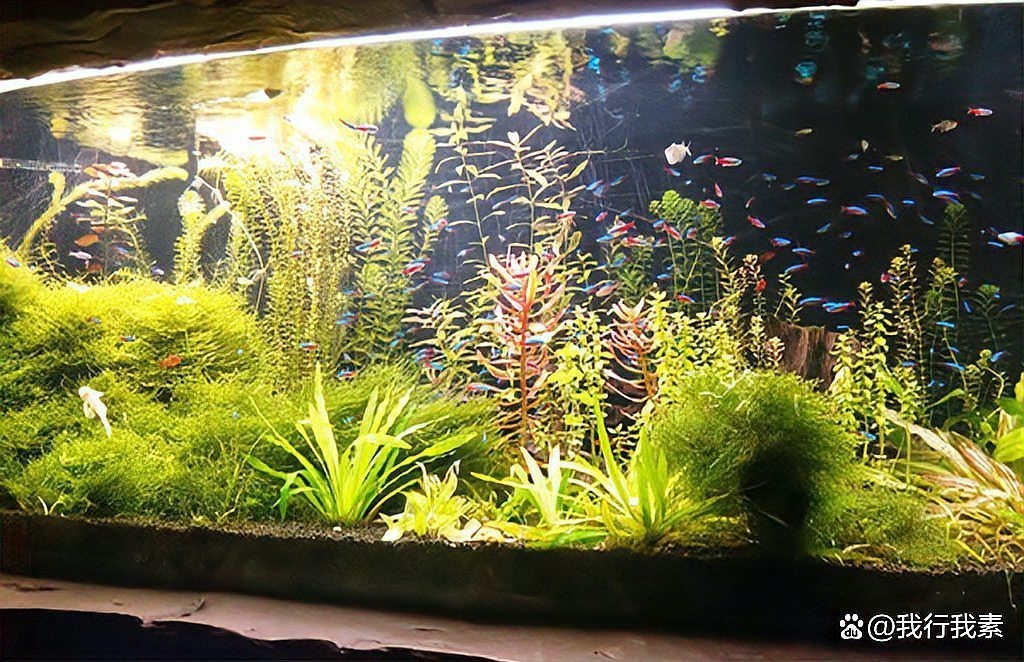 40的缸養一條魚養什么 40的缸養一條魚養什么 龍魚論壇 第2張