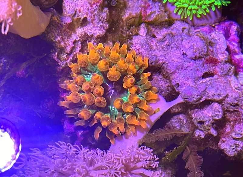 40的缸養一條魚養什么 40的缸養一條魚養什么 龍魚論壇 第5張