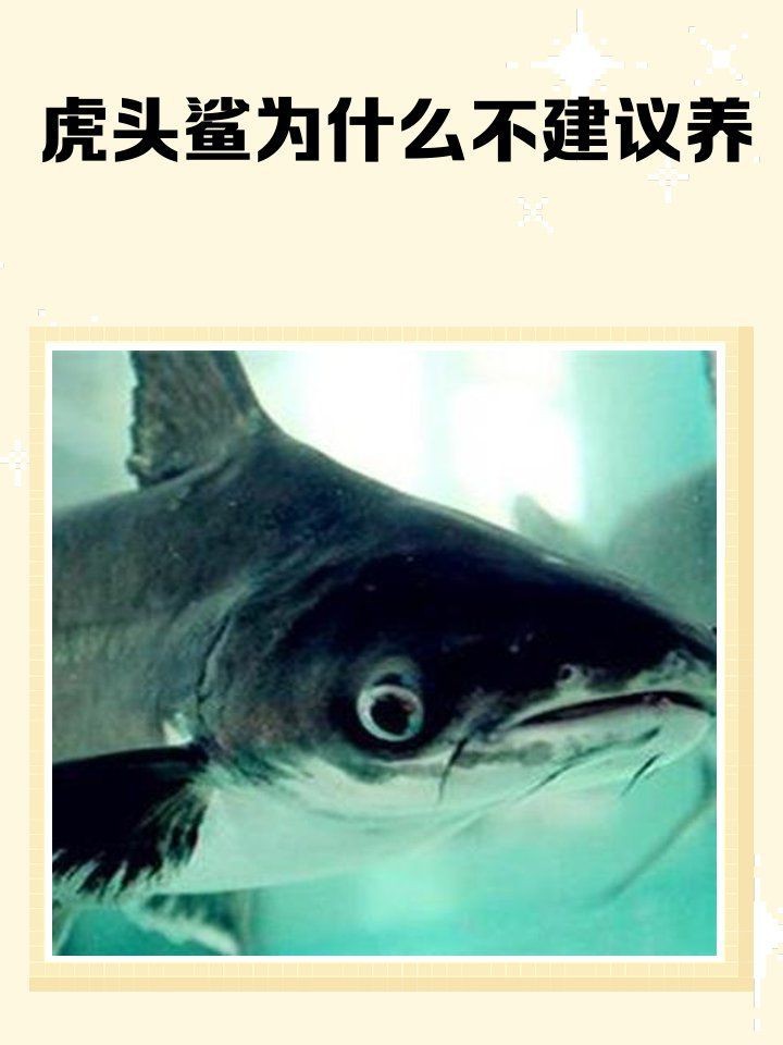 虎頭鯊為什么不建議養(yǎng)