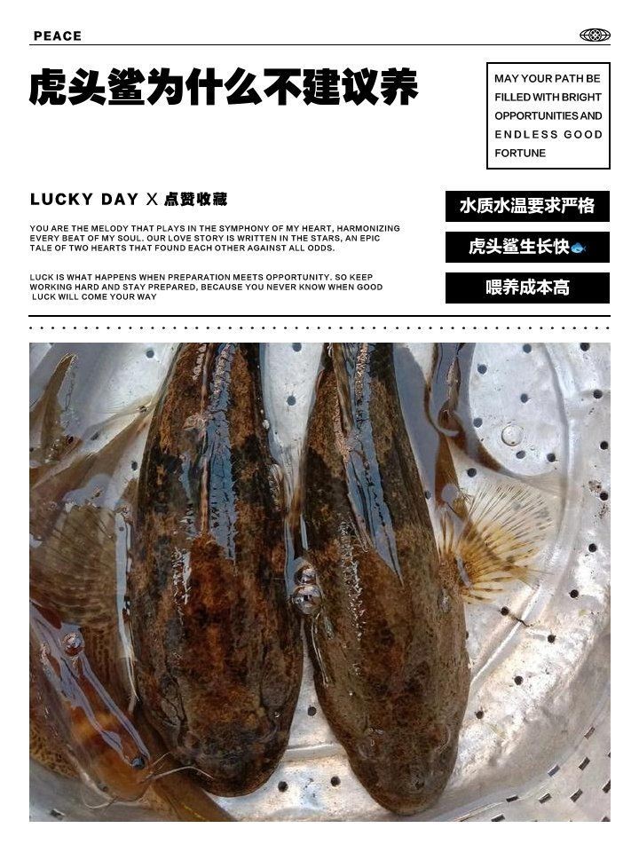 虎頭鯊為什么不建議養 虎頭鯊為什么不建議養 龍魚論壇 第9張