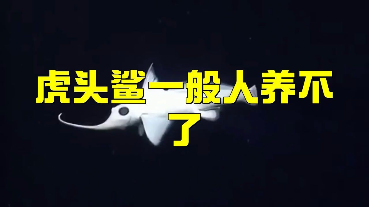 虎頭鯊為什么不建議養 虎頭鯊為什么不建議養 龍魚論壇 第11張