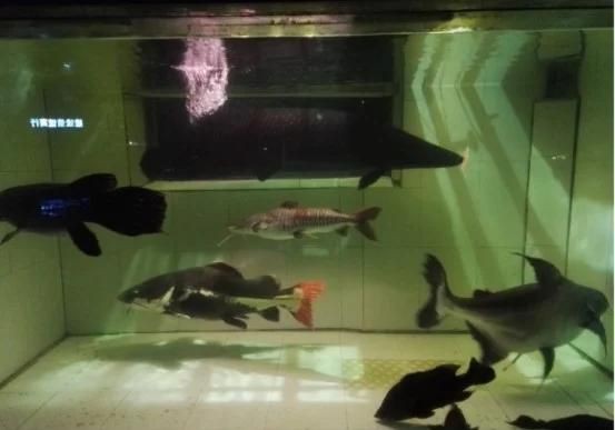 紅尾海象 龍魚(yú)論壇 第1張 紅尾海象 紅尾海象 龍魚(yú)論壇 第1張