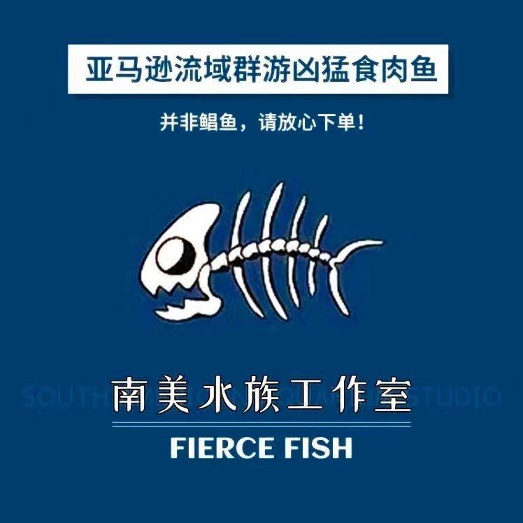 紅尾海象 龍魚(yú)論壇 第3張 紅尾海象 紅尾海象 龍魚(yú)論壇 第3張