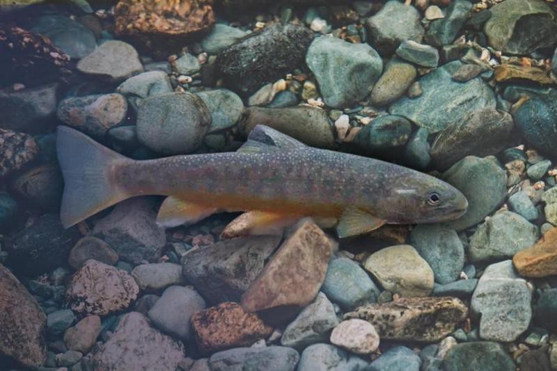 四川老虎魚是什么魚