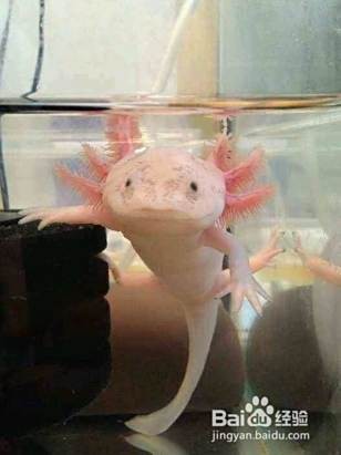 恐龍魚怎么樣分公分母