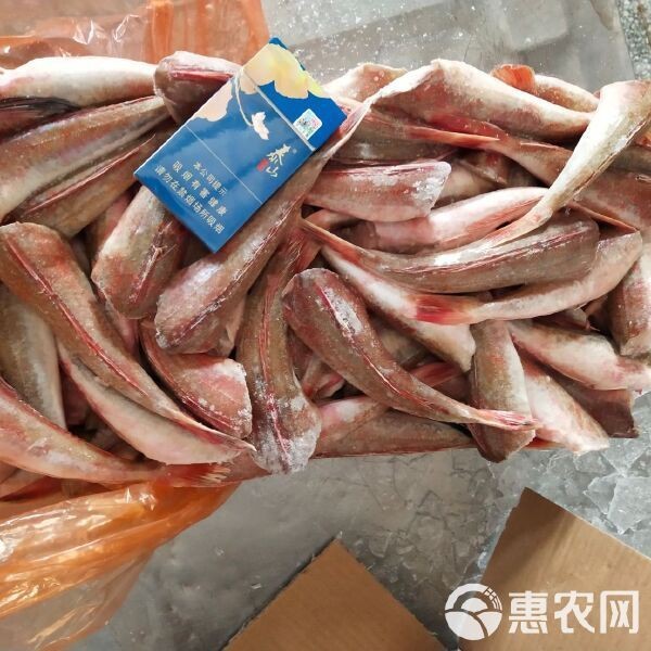 紅頭魚最大多少斤一條