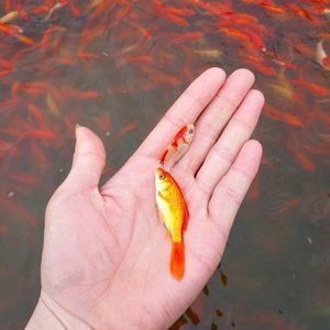 銀龍魚猛烈撞缸怎么回事（銀龍魚猛烈撞缸怎么回事啊） 銀龍魚猛烈撞缸怎么回事（銀龍魚猛烈撞缸怎么回事啊） 銀龍魚百科