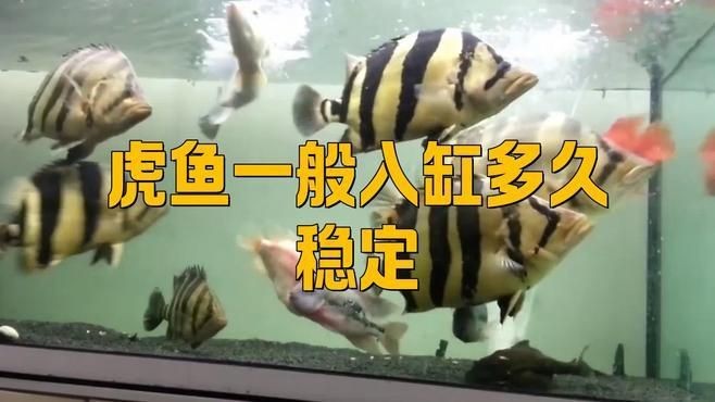 虎魚一般入缸多久穩定