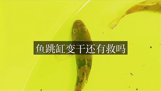金龍魚跳缸后還有救嗎？
