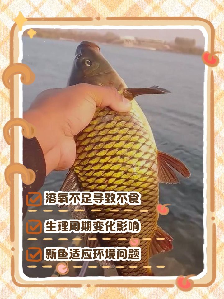 魚突然不吃食了怎么回事