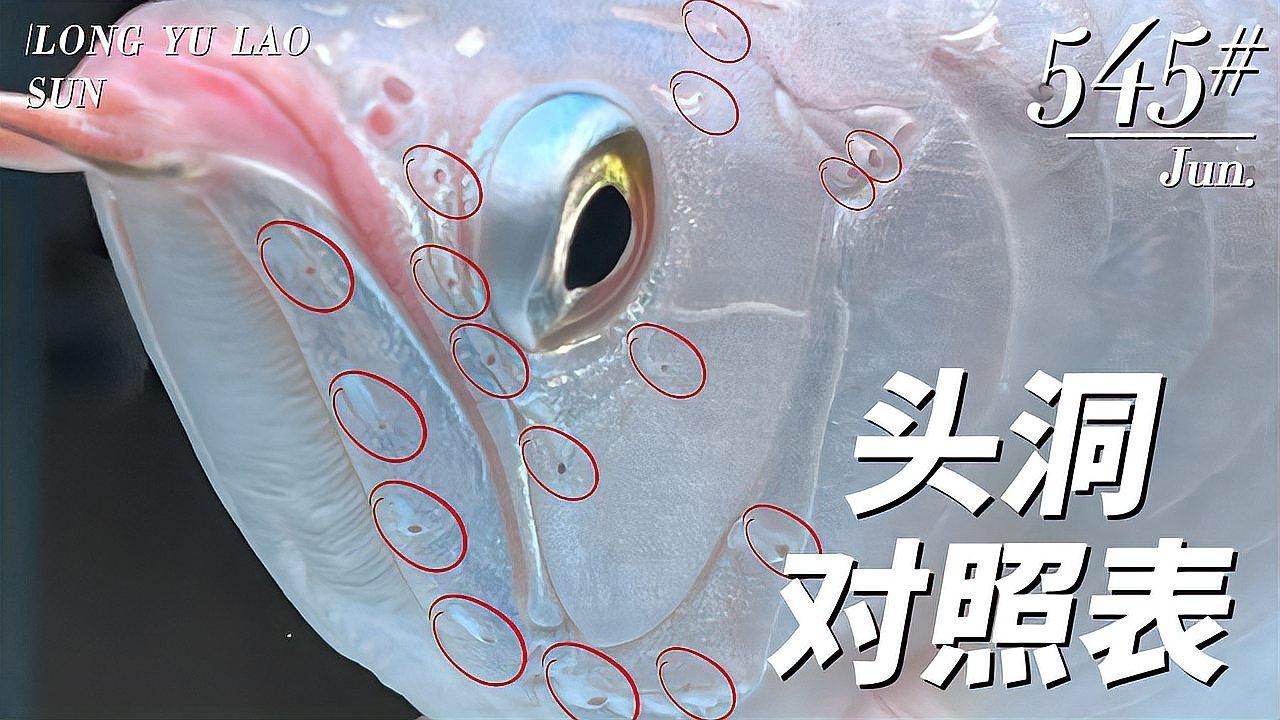 老孫養龍魚有哪些經典案例？
