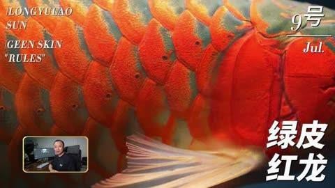 老孫養龍魚有哪些經典案例？