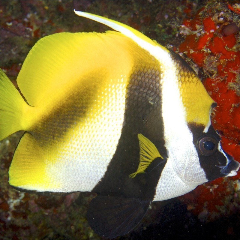 十大最強關刀魚排名