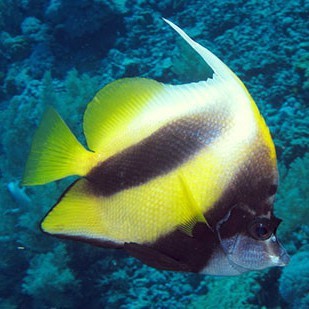 十大最強關刀魚排名