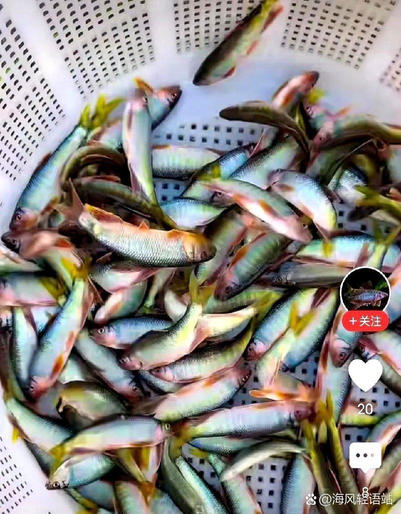 紅嘴巴魚網絡用語