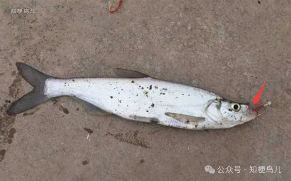 紅嘴巴魚網絡用語
