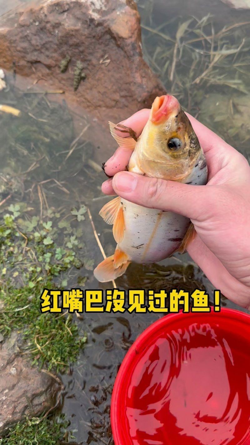 紅嘴巴魚網(wǎng)絡用語