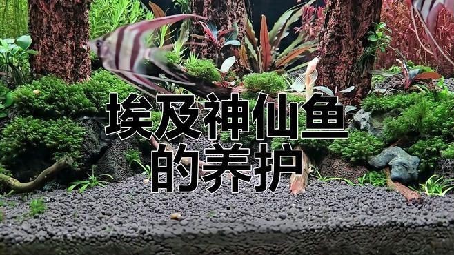 紅背埃及神仙魚好養嗎