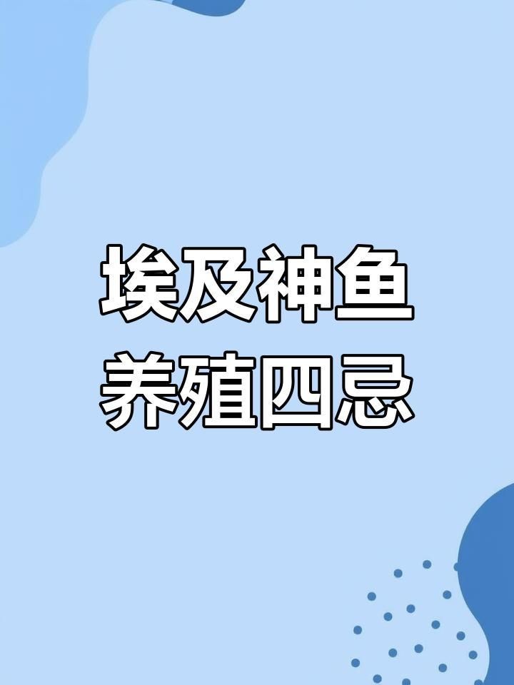 紅背埃及神仙魚好養嗎