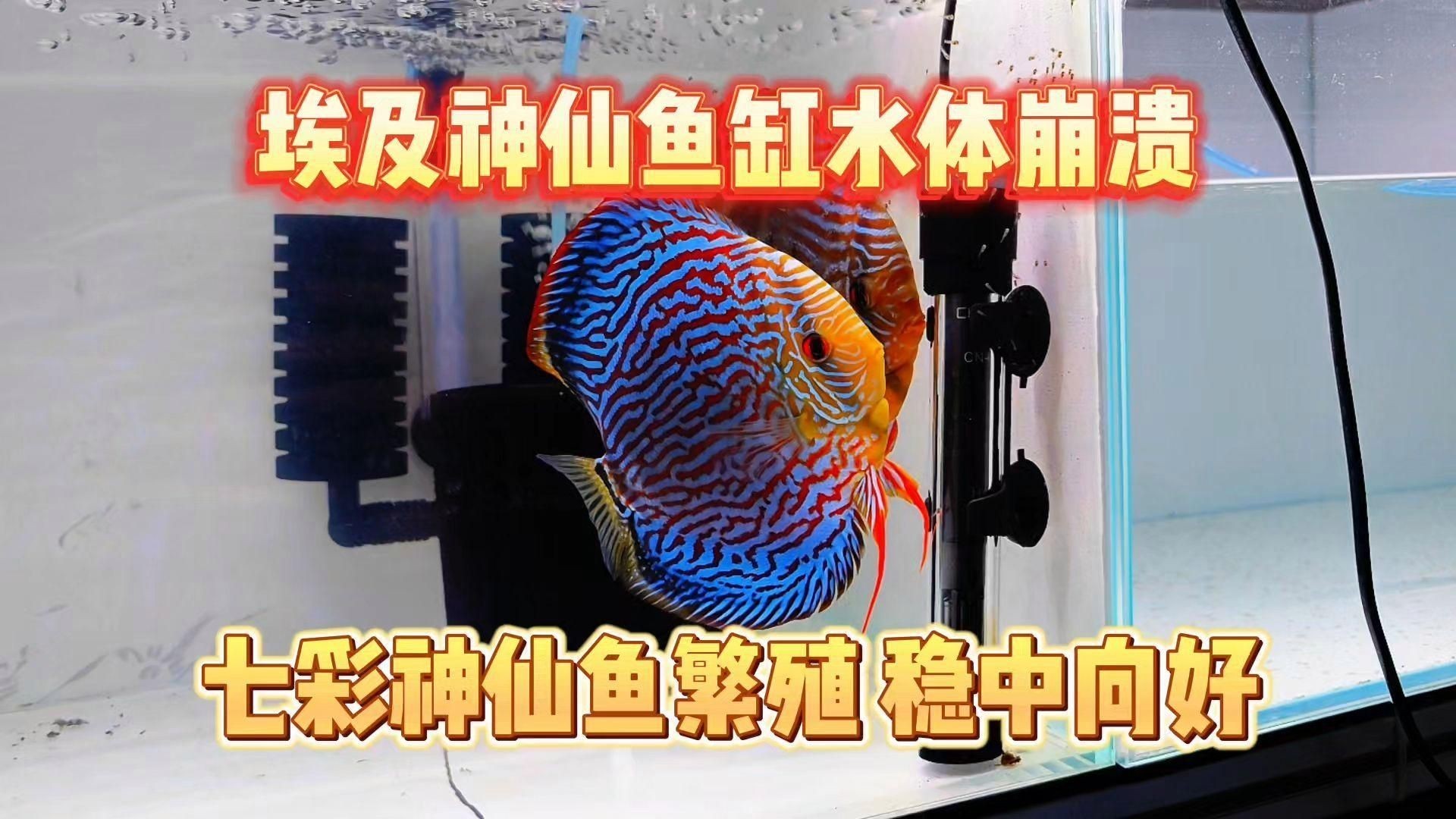如何判斷魚爛尾是否好轉，如何判斷龍魚是否營養不良？