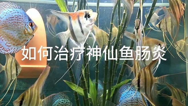 如何判斷龍魚和鸚鵡魚是否需要補光，怎樣判斷龍魚和鸚鵡魚是否需要補光？