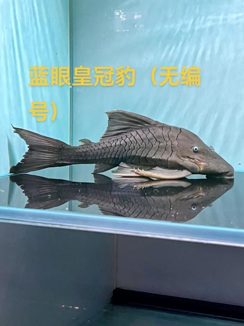 皇冠豹的圖片及價格