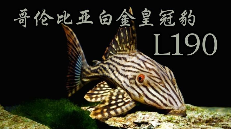 皇冠豹的圖片及價格