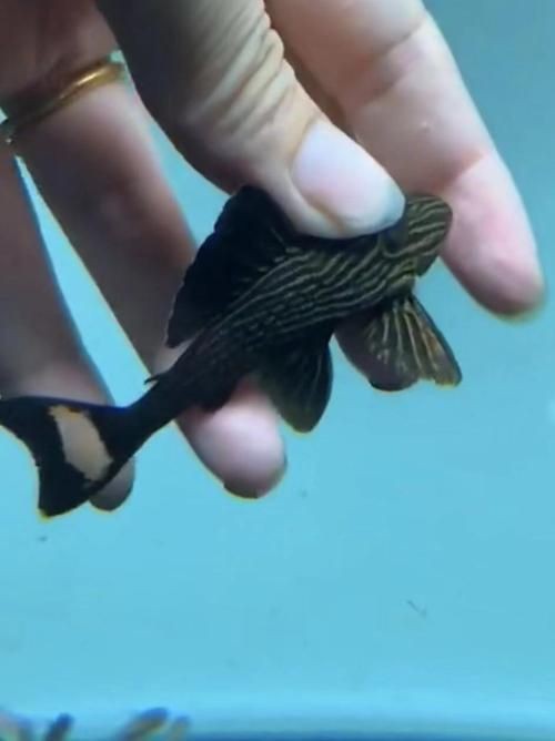 皇冠豹的圖片及價格