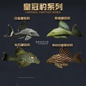 皇冠豹的圖片及價格