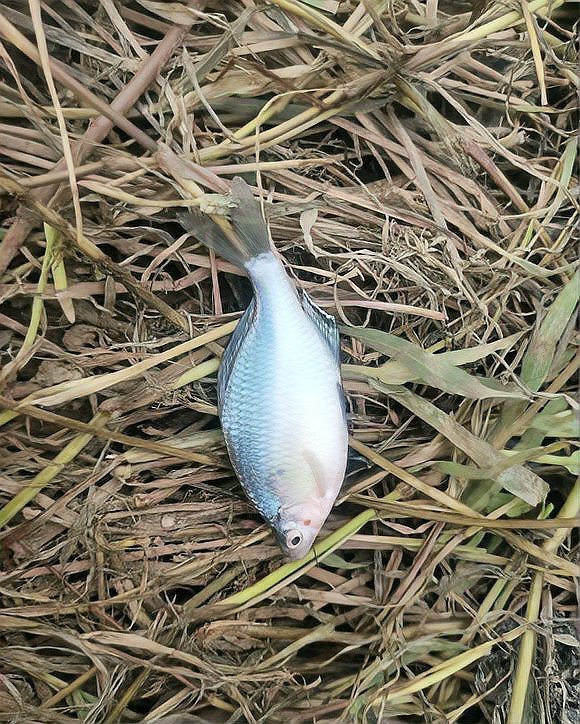 哪里有野生雷龍魚 哪里有野生雷龍魚 龍魚論壇 第6張