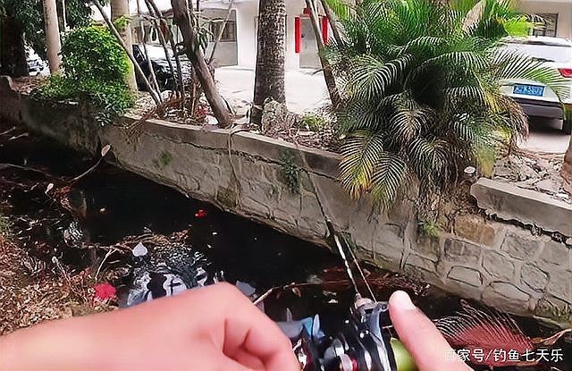 哪里有野生雷龍魚 哪里有野生雷龍魚 龍魚論壇 第7張