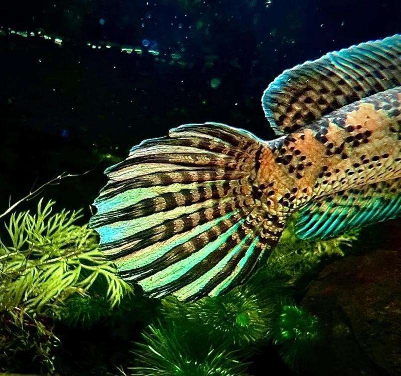 哪里有野生雷龍魚 哪里有野生雷龍魚 龍魚論壇 第8張