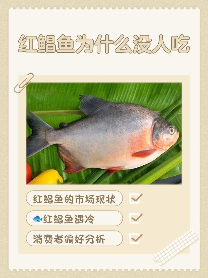 紅鯧魚(yú)為什么很少人買
