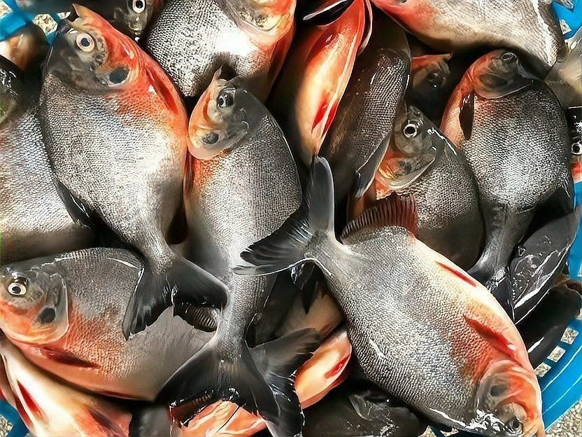 紅鯧魚(yú)為什么很少人買